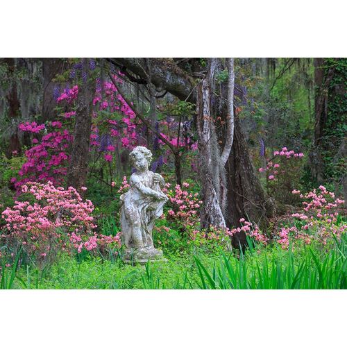 South Carolina-Charleston Azaleas and wisteria blooming at Magnolia Gardens